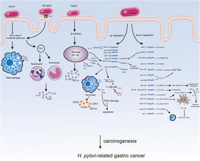 The role of non-coding RNA in the diagnosis and treatment of Helicobacter pylori-related gastric cancer, with a focus on inflammation and immune response